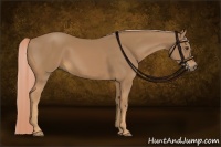 Horse Color:Palomino 