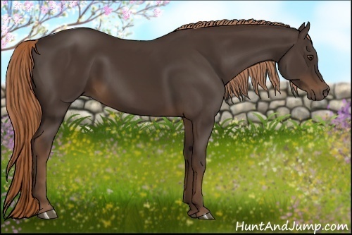 Horse Color:Liver Chestnut 