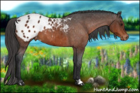 Horse Color:Bay Appaloosa 