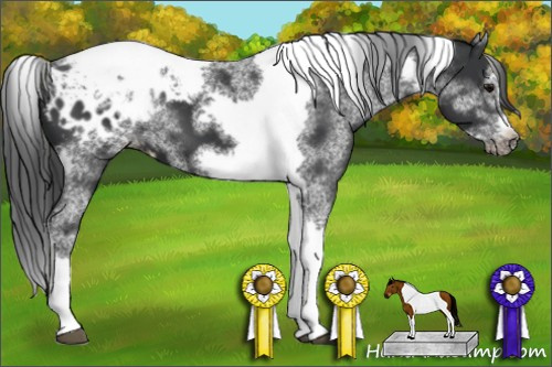 Horse Color:White Spotted Black Splash Tobiano Frame Appaloosa