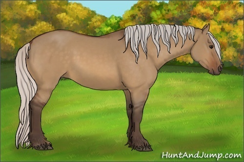 Horse Color:Silver Bay Dun