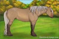 Horse Color:Silver Bay Dun