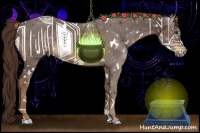 Horse Color:White Spotted Liver Chestnut 