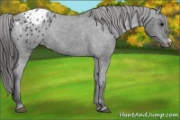 Horse Color:Black Appaloosa Rabicano 