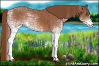 Horse Color:White Spotted Chestnut 