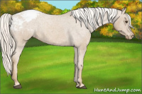 Horse Color:Palomino Varnish Rabicano