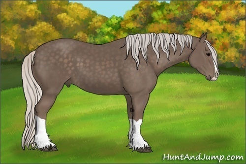 Horse Color:Silver Black Splash