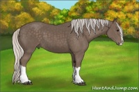 Horse Color:Silver Black Splash 