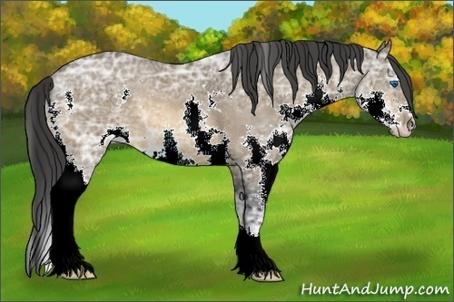 Horse Color:Bay Ice Sabino Splash