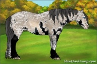 Horse Color:Bay Ice Sabino Splash