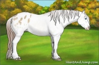 Horse Color:Brown Dun Sabino Splash Varnish 