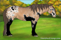Horse Color:Bay Splash Appaloosa 
