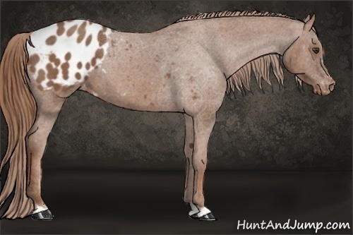 Horse Color:Chestnut Appaloosa 