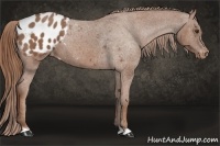Horse Color:Chestnut Appaloosa