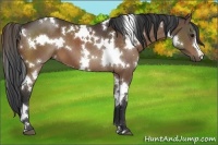 Horse Color:White Spotted Brown 