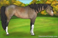 Horse Color:Buckskin 