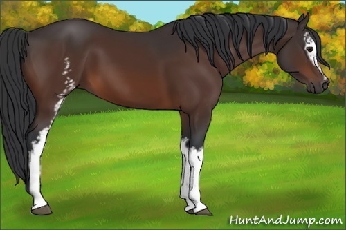 Horse Color:White Spotted Bay