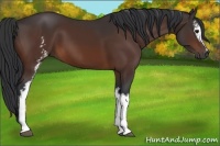 Horse Color:White Spotted Bay 