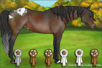 Horse Color:Brown Appaloosa 