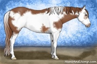 Horse Color:Chestnut Splash Frame