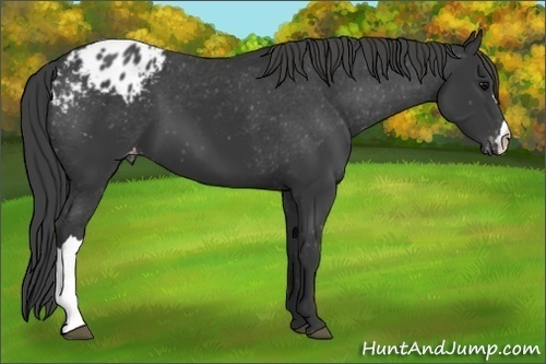 Horse Color:Black Appaloosa