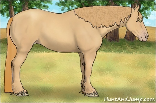 Horse Color:Gold Champagne 