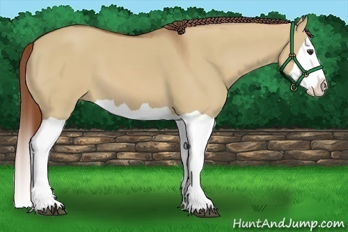 Horse Color:Red Dun Splash 