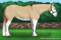 Horse Color:Red Dun Splash
