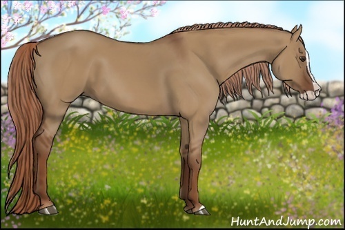 Horse Color:Red Dun Splash