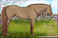 Horse Color:Red Dun Splash 