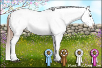 Horse Color:Chestnut Appaloosa 