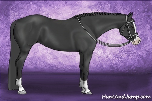 Horse Color:Smoky Black Splash 