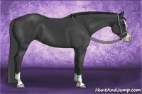 Horse Color:Smoky Black Splash 