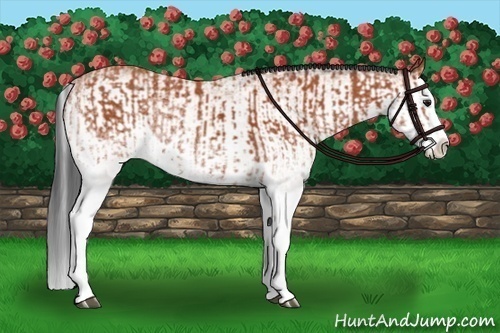 Horse Color:White Spotted Bay Splash  and White Spotted Bay Splash 