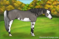 Horse Color:Smoky Grullo Roan Splash