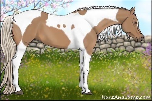 Horse Color:Palomino Tobiano 