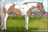 Horse Color:Palomino Tobiano