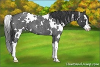Horse Color:White Spotted Smoky Blue Roan Splash 