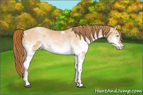 Horse Color:White Spotted Bay Pearl