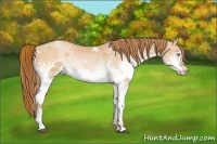 Horse Color:White Spotted Bay Pearl 