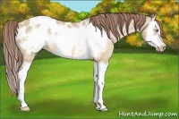 Horse Color:Amber Champagne Roan Dun Sabino Splash Frame Appaloosa Rabicano 
