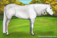 Horse Color:Gray Bay 