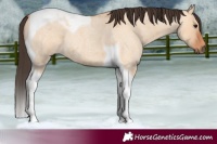 Horse Color:Bay Roan Dun Tobiano