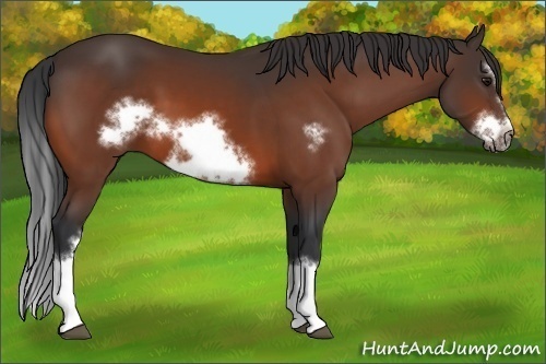 Horse Color:Bay Splash Frame