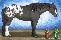 Horse Color:Black Appaloosa