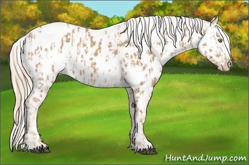 Horse Color:Palomino Appaloosa  and Palomino Appaloosa 