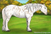 Horse Color:Palomino Appaloosa  and Palomino Appaloosa 