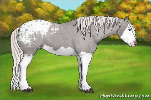 Horse Color:Silver Black Splash Appaloosa