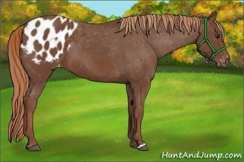 Horse Color:Chestnut Appaloosa 