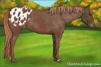 Horse Color:Chestnut Appaloosa 